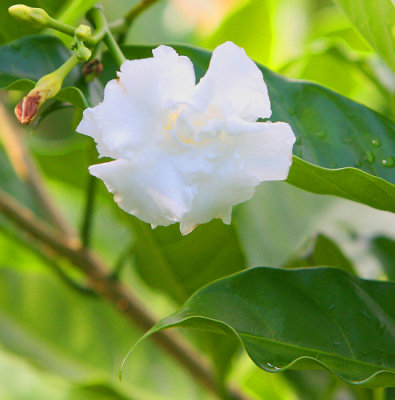 The Gardenia Bush