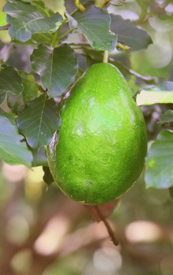 The large Avacado Tree fruit is great to eat!