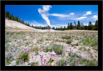 Lone Star Geyser with Flowers.jpg