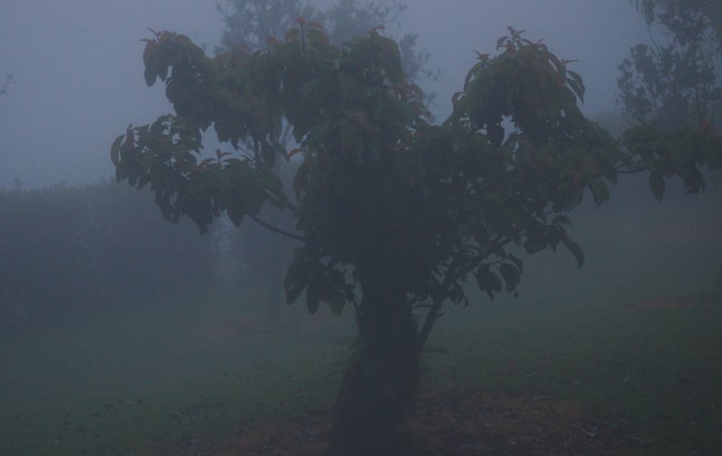 Tree in Fog