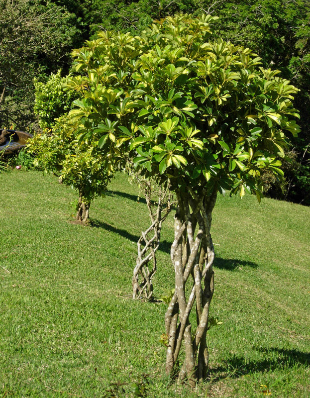 Ficus Trees at Fonda Vella