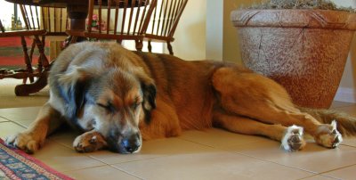 Cocoa Sleeps