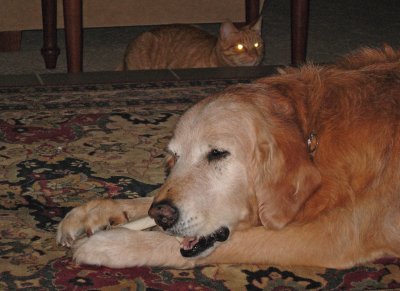 Look Out Behind You!!! (Devil cat lurking . . . )