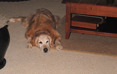 Molly laying down