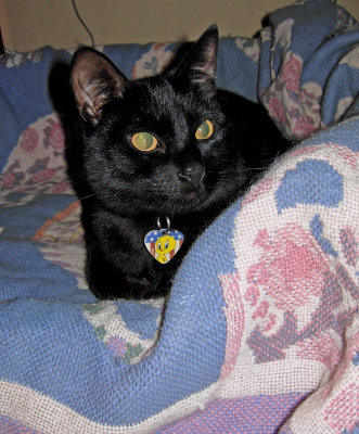 Morticia in her bed