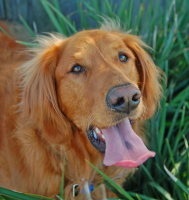 Super Duper Scooper Tongue