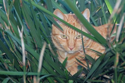 Milo the Jungle Cat