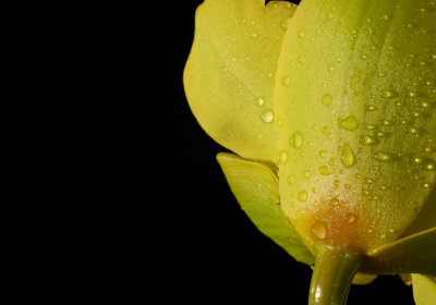 Green Orchid in Macro
