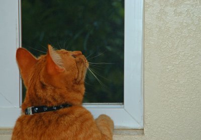 Cat Entertainment