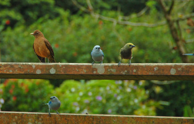 National Bird and Tanagers
