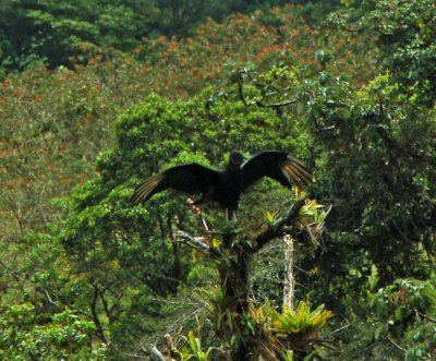 Vulture in Tree