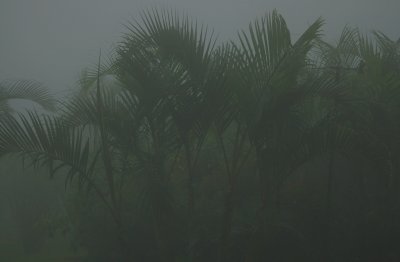 Palms in the Fog