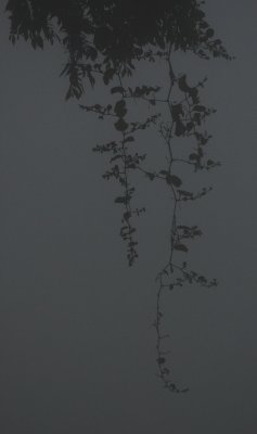 Vines in the Fog