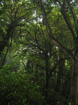 Cloud Forest