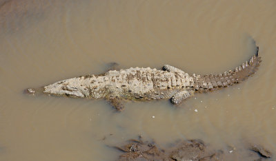 Submerged Croc