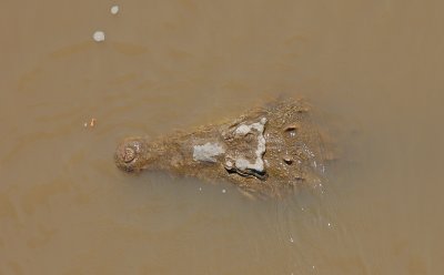 Submerged Croc Head