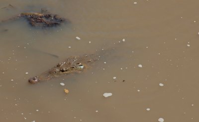 Submerged Croc