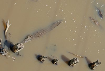 Submerged Crocs