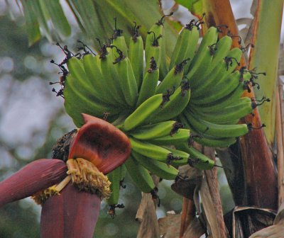 Bananas Arenal