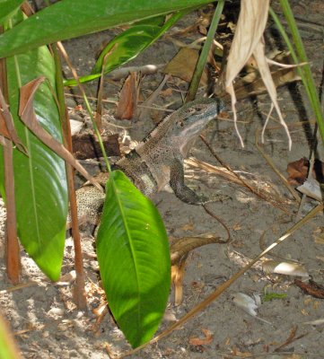 Iguana