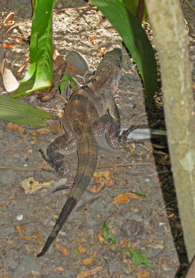 Iguana