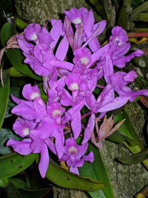 Costa Rican Orchid 2