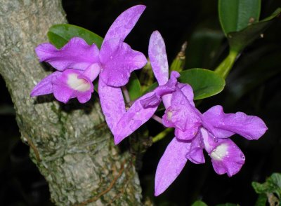 Costa Rican Orchid