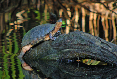 Tortuguero