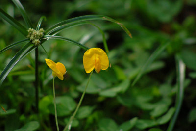 Flowers and Plants of Costa Rica