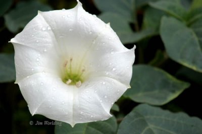 Angels trumpet