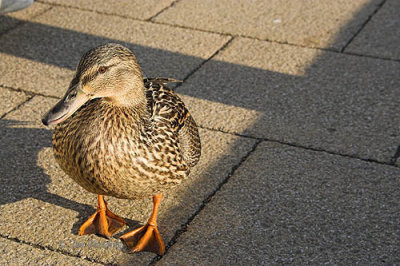 Mallard Duck