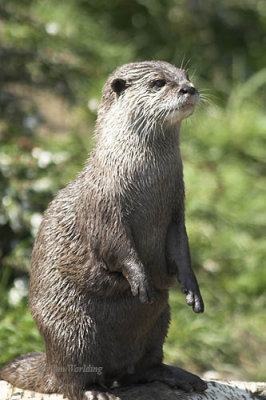 Otters