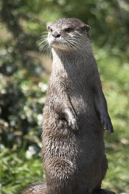 Asian/oriental small clawed otter