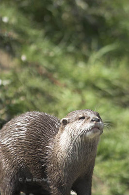 Asian/oriental small clawed otter