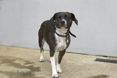 Beagle Cross