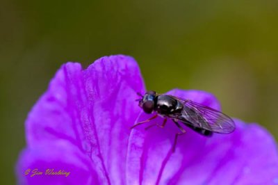 Hover-fly