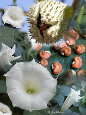 Angels trumpet Montage