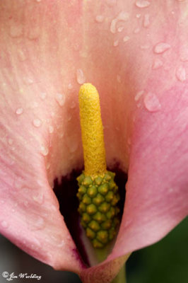 Calla zantedeschia red sox