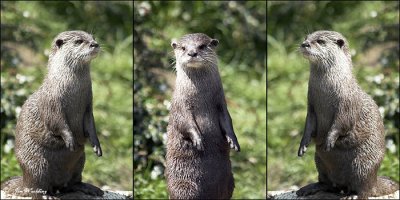 Otters
