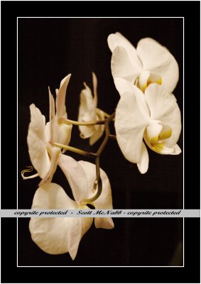 Orchid.jpg