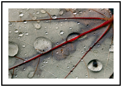 Water drops on leaf.jpg
