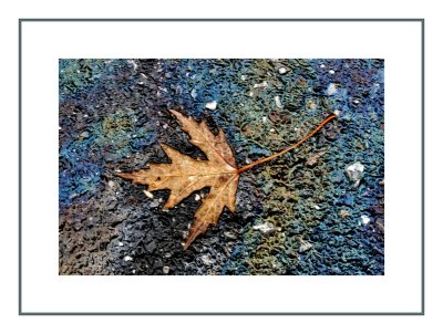 Leaf on oil slick.jpg