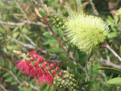 Callistemon