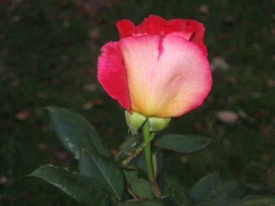 20 oktober a rose