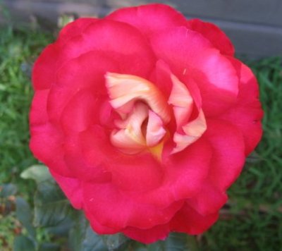 23 october My double colour rose