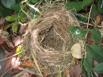 28 october Empty nest