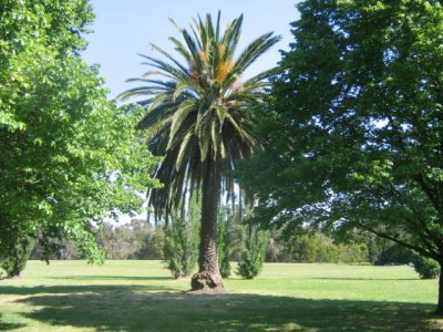 2 november Palm tree in the park