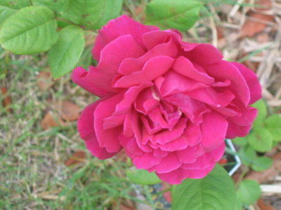 8 november Rose Mr. Lincoln