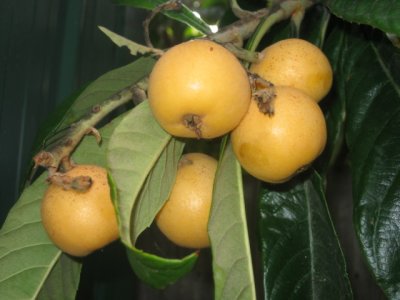 12 november Loquat fruit