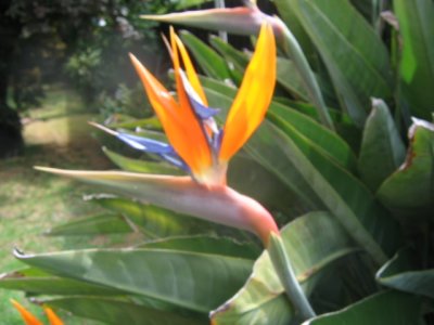 16 november Birds of paradise